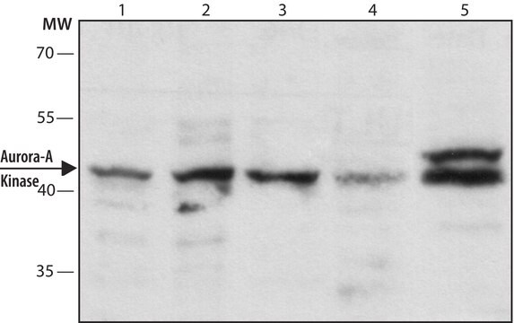 モノクローナル抗オーロラ-Aキナーゼ抗体 マウス宿主抗体 clone 35C1, purified from hybridoma cell culture