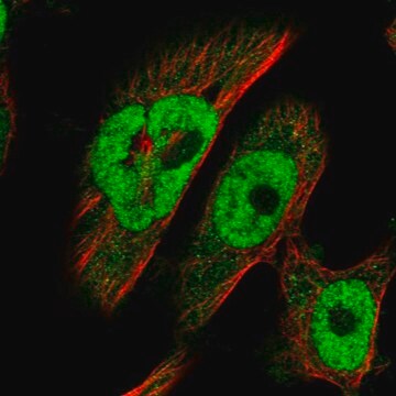 Anti-BRCA2 antibody produced in rabbit Prestige Antibodies&#174; Powered by Atlas Antibodies, affinity isolated antibody, buffered aqueous glycerol solution