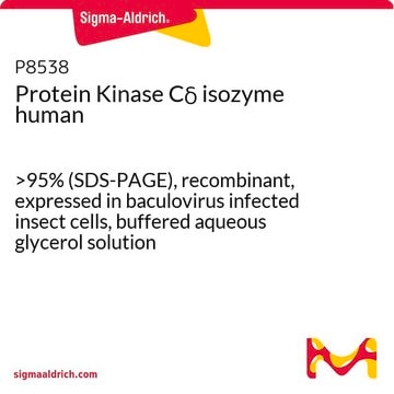 Protein Kinase&#160;C&#948; isozyme human &gt;95% (SDS-PAGE), recombinant, expressed in baculovirus infected insect cells, buffered aqueous glycerol solution