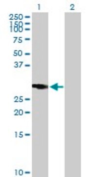 Anti-RASSF5 antibody produced in mouse purified immunoglobulin, buffered aqueous solution