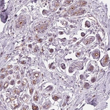 Anti-VTCN1 antibody produced in rabbit Prestige Antibodies&#174; Powered by Atlas Antibodies, affinity isolated antibody, buffered aqueous glycerol solution