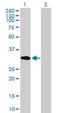 Anti-UNC84A antibody produced in mouse purified immunoglobulin, buffered aqueous solution