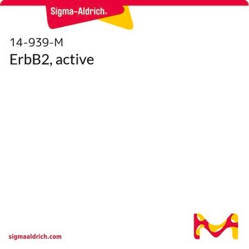 ErbB2, active