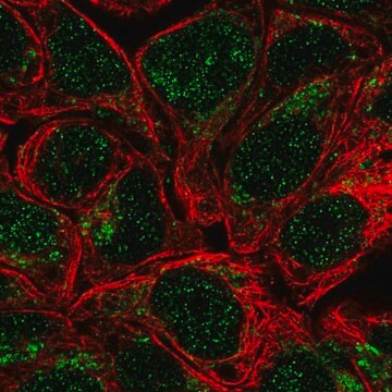 抗HS2ST1抗体 ウサギ宿主抗体 Prestige Antibodies&#174; Powered by Atlas Antibodies, affinity isolated antibody