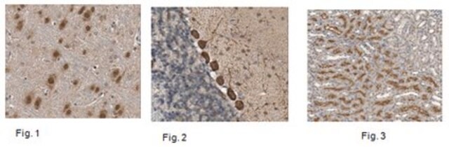 Anti-HES-1 Antibody from rabbit, purified by affinity chromatography