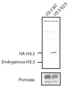 Anti-Histone H3.3 K27I from rabbit