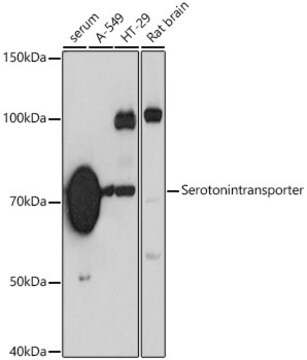 Anti-Serotonin transporter Antibody, clone 5T7M2, Rabbit Monoclonal