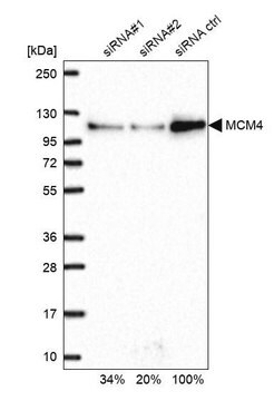 Anti-MCM4 antibody produced in rabbit Prestige Antibodies&#174; Powered by Atlas Antibodies, affinity isolated antibody