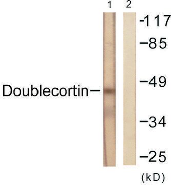 Anti-Doublecortin antibody produced in rabbit affinity isolated antibody