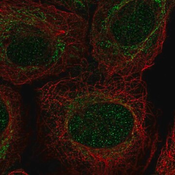 Anti-PIWIL4 antibody produced in rabbit Prestige Antibodies&#174; Powered by Atlas Antibodies, affinity isolated antibody