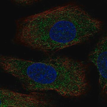 Anti-AANAT antibody produced in rabbit Prestige Antibodies&#174; Powered by Atlas Antibodies, affinity isolated antibody