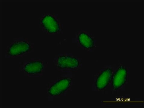 Anti-PRRX1 antibody produced in mouse purified immunoglobulin, buffered aqueous solution