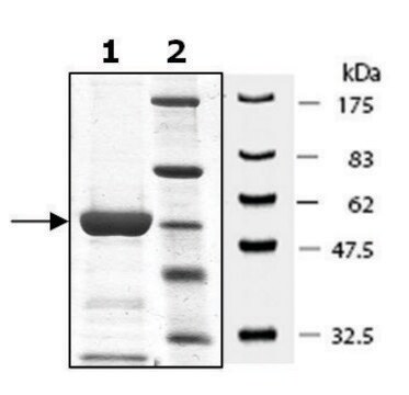 MKK6 active human recombinant, expressed in baculovirus infected Sf9 cells, &#8805;80% (SDS-PAGE)