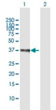 ANTI-ETV2 antibody produced in mouse purified immunoglobulin, buffered aqueous solution