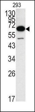 Anti-METAP1 (C-term) antibody produced in rabbit IgG fraction of antiserum, buffered aqueous solution