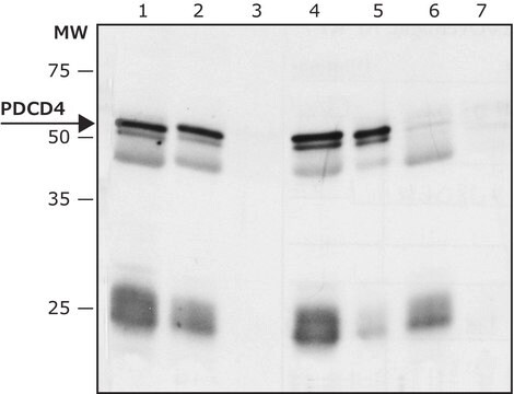 Anti-PDCD4 antibody produced in rabbit ~1&#160;mg/mL, affinity isolated antibody, buffered aqueous solution