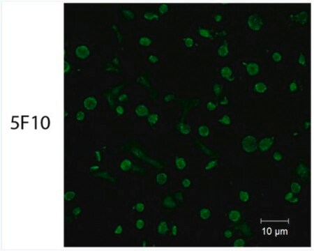 Anti-PAR4 Antibody, clone 5F10 clone 5F10, from mouse