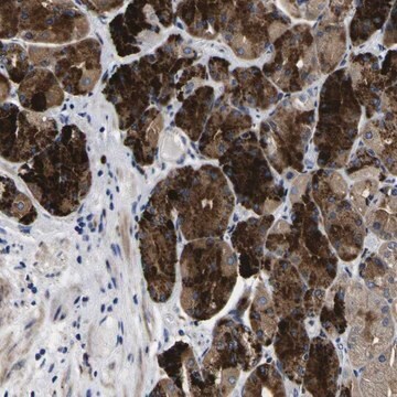 Anti-COA1 antibody produced in rabbit Prestige Antibodies&#174; Powered by Atlas Antibodies, affinity isolated antibody, buffered aqueous glycerol solution