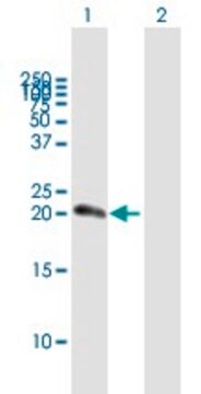 Anti-NUDT10 antibody produced in mouse purified immunoglobulin, buffered aqueous solution