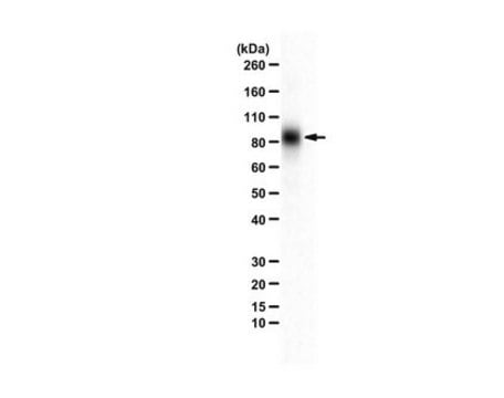 Anti-Sodium-Iodine Symporter (NIS) C-term from rabbit