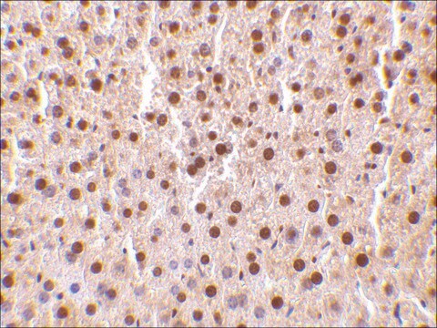 Anti-TRAF2 antibody produced in rabbit affinity isolated antibody, buffered aqueous solution