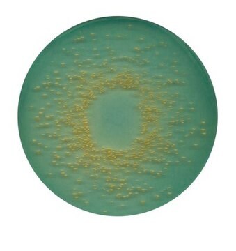 BROLACIN agar (C.L.E.D. agar) for the enumeration, isolation and preliminary identification of microorganisms