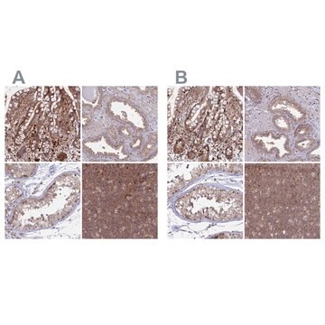 Anti-GOLGA3 antibody produced in rabbit Prestige Antibodies&#174; Powered by Atlas Antibodies, affinity isolated antibody, buffered aqueous glycerol solution