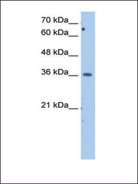 Anti-MDH1 antibody produced in rabbit IgG fraction of antiserum