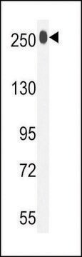 ANTI-LTBP1(C-TERMINAL) antibody produced in rabbit purified immunoglobulin, buffered aqueous solution