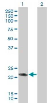 Anti-RAB7L1 antibody produced in mouse purified immunoglobulin, buffered aqueous solution