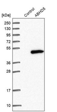 Anti-ABHD5 antibody produced in rabbit Prestige Antibodies&#174; Powered by Atlas Antibodies, affinity isolated antibody, buffered aqueous glycerol solution