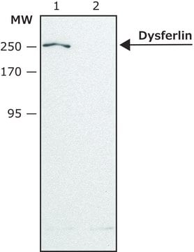 Anti-Dysferlin (N-terminal region) antibody produced in rabbit ~1.5&#160;mg/mL, affinity isolated antibody