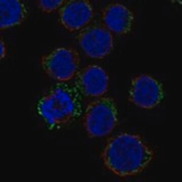 Anti-SLC11A1 antibody produced in rabbit Prestige Antibodies&#174; Powered by Atlas Antibodies, affinity isolated antibody, buffered aqueous glycerol solution