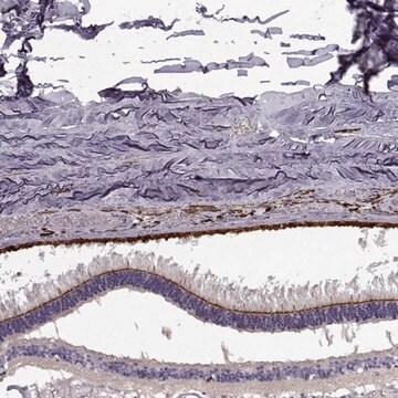 Anti-CRB2 antibody produced in rabbit Prestige Antibodies&#174; Powered by Atlas Antibodies, affinity isolated antibody, buffered aqueous glycerol solution