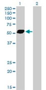 Anti-STAU2 antibody produced in mouse purified immunoglobulin, buffered aqueous solution