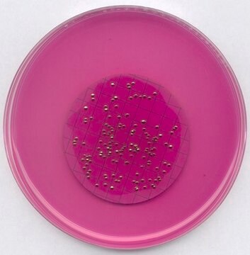 m-ENDO agar LES GranuCult&#174; plus, APHA, suitable for microbiology, for coliforms