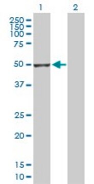 Anti-GSDMDC1 antibody produced in rabbit purified immunoglobulin, buffered aqueous solution