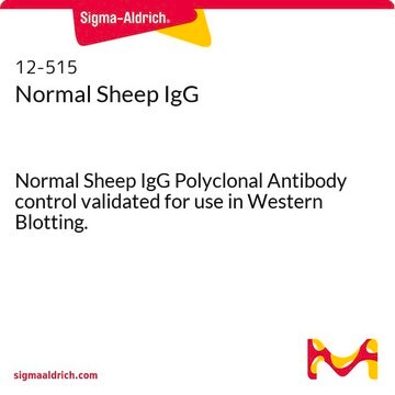 Normal Sheep IgG Normal Sheep IgG Polyclonal Antibody control validated for use in Western Blotting.