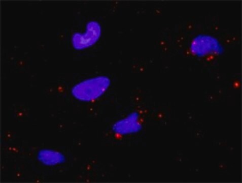 Anti-BIRC2 antibody produced in rabbit purified immunoglobulin, buffered aqueous solution