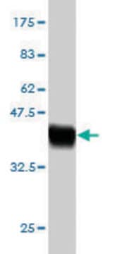 Monoclonal Anti-IL17B antibody produced in mouse clone 6G5, purified immunoglobulin, buffered aqueous solution