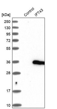 Anti-IFT43 antibody produced in rabbit Prestige Antibodies&#174; Powered by Atlas Antibodies, affinity isolated antibody, buffered aqueous glycerol solution