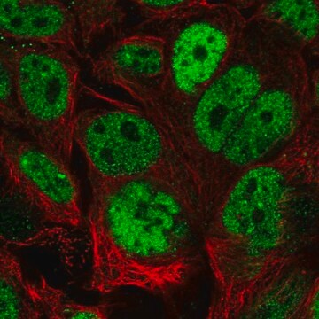 Anti-CDX2 antibody produced in rabbit Prestige Antibodies&#174; Powered by Atlas Antibodies, affinity isolated antibody