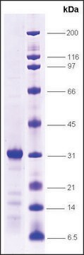 FXR-ligand binding domain (222-472) human recombinant, expressed in E. coli, &#8805;80% (SDS-PAGE)