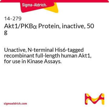 Akt1/PKB&#945; Protein, inactive, 50 g Unactive, N-terminal His6-tagged recombinant full-length human Akt1, for use in Kinase Assays.