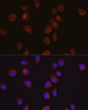 Anti-Akt1 antibody produced in rabbit