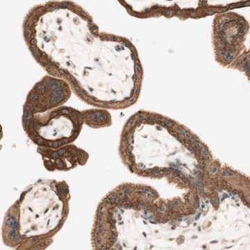 Anti-SPINT2 antibody produced in rabbit Prestige Antibodies&#174; Powered by Atlas Antibodies, affinity isolated antibody, buffered aqueous glycerol solution