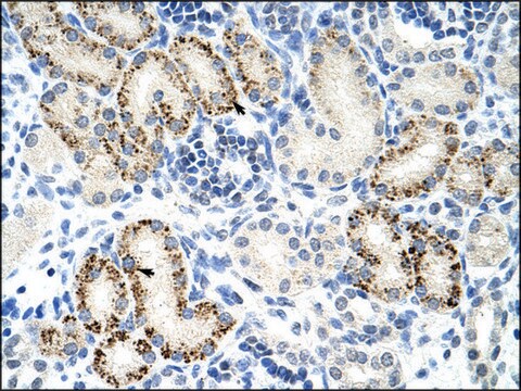 Anti-FZD5 antibody produced in rabbit affinity isolated antibody