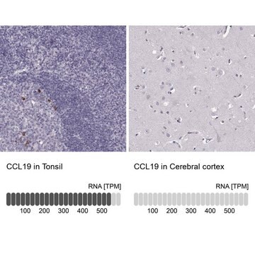 Anti-CCL19 antibody produced in rabbit Prestige Antibodies&#174; Powered by Atlas Antibodies, affinity isolated antibody