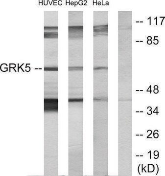 Anti-GRK5 antibody produced in rabbit affinity isolated antibody