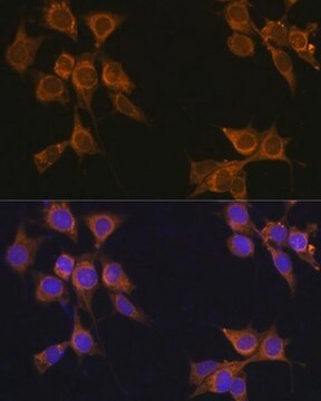 Anti- CD133 antibody produced in rabbit